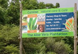 Aloe Vera Plantation